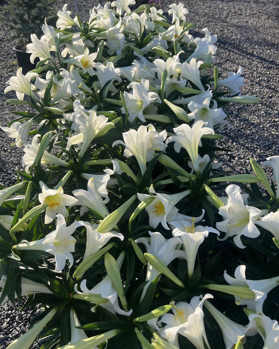 Easter Lily 6 Inch