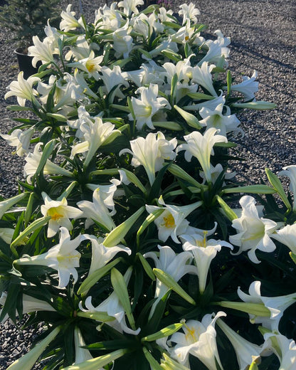 Easter Lily 6 Inch