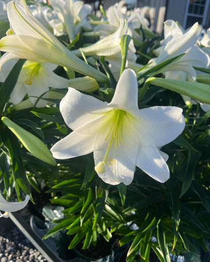 Easter Lily 6 Inch