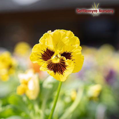 Pansies and Violas - Flats - 804P