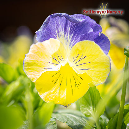 Pansies and Violas - Flats - 804P