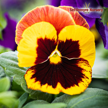 Pansies and Violas - Flats - 804P