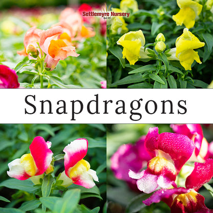 Snapdragon 4 Pack