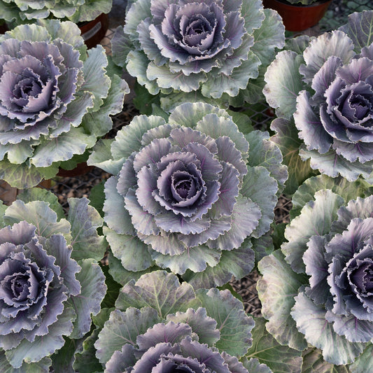 top-down shot of the ornamental cabbage