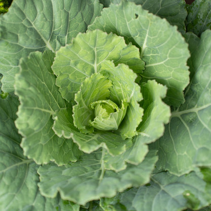 top-down shot of the ornamental cabbage