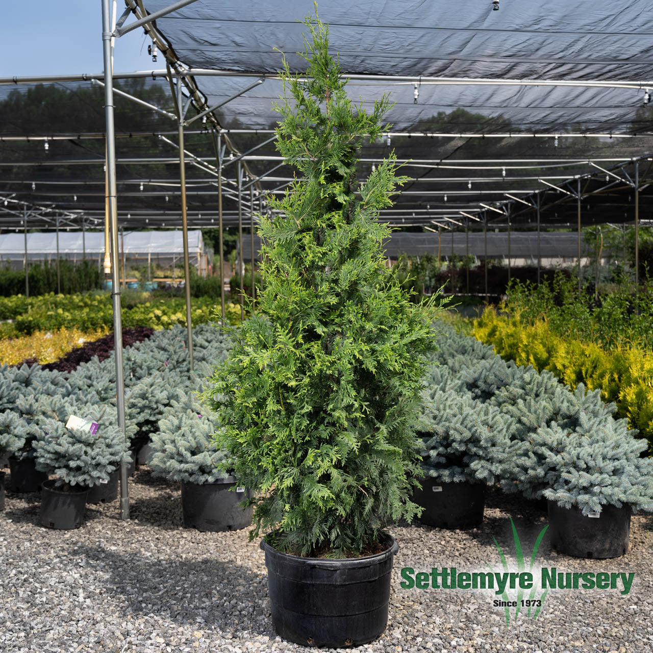 An outdoor nursery with a tall, potted Thuja Green Giant tree in the foreground. The tree has dense, bright green foliage and is placed on a gravel surface under a shaded canopy. 