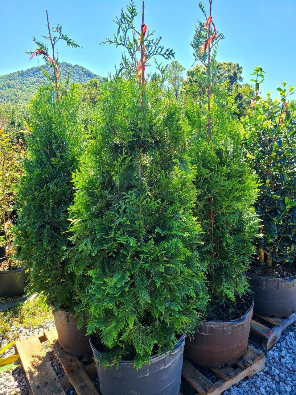 Thuja Green Giant