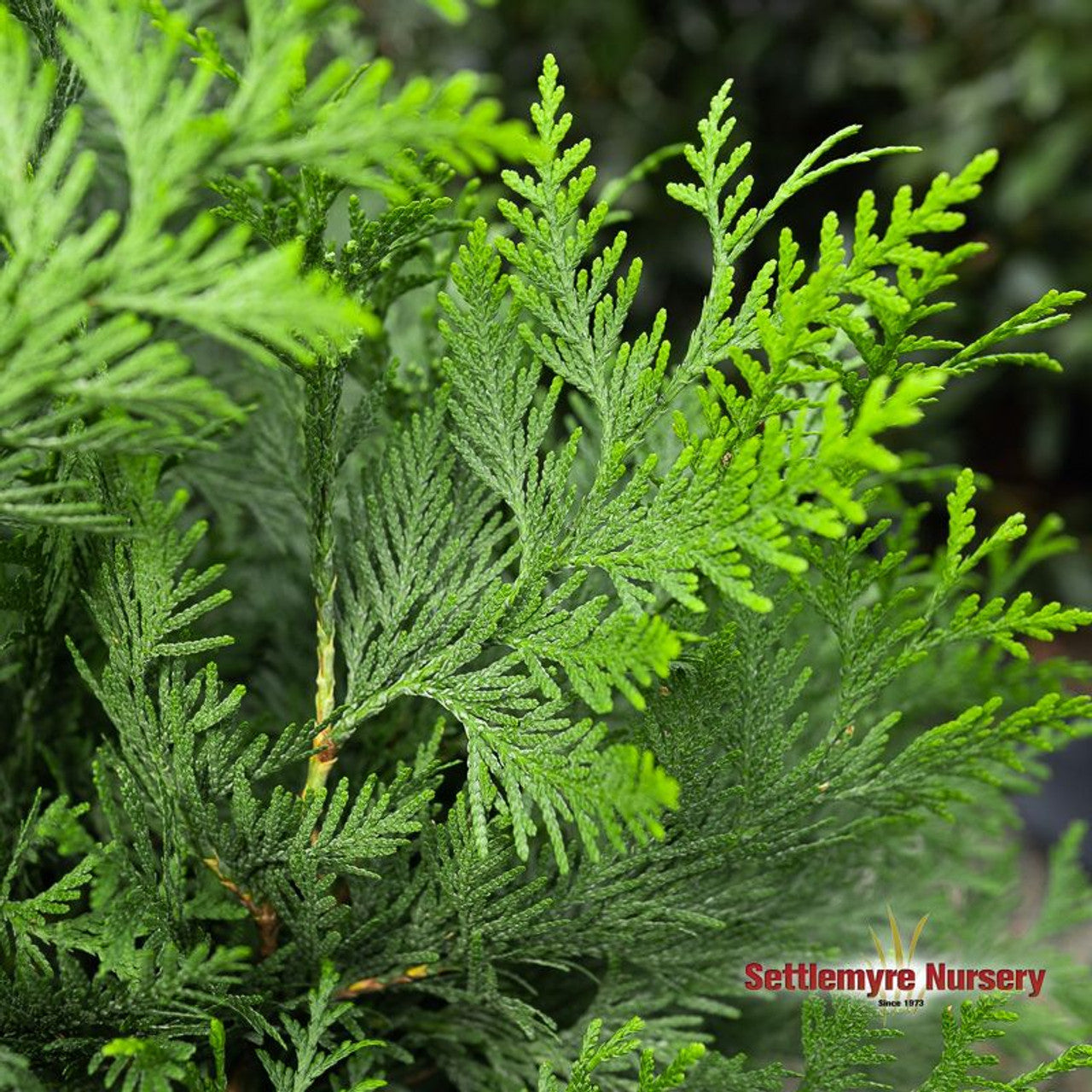 Thuja Green Giant