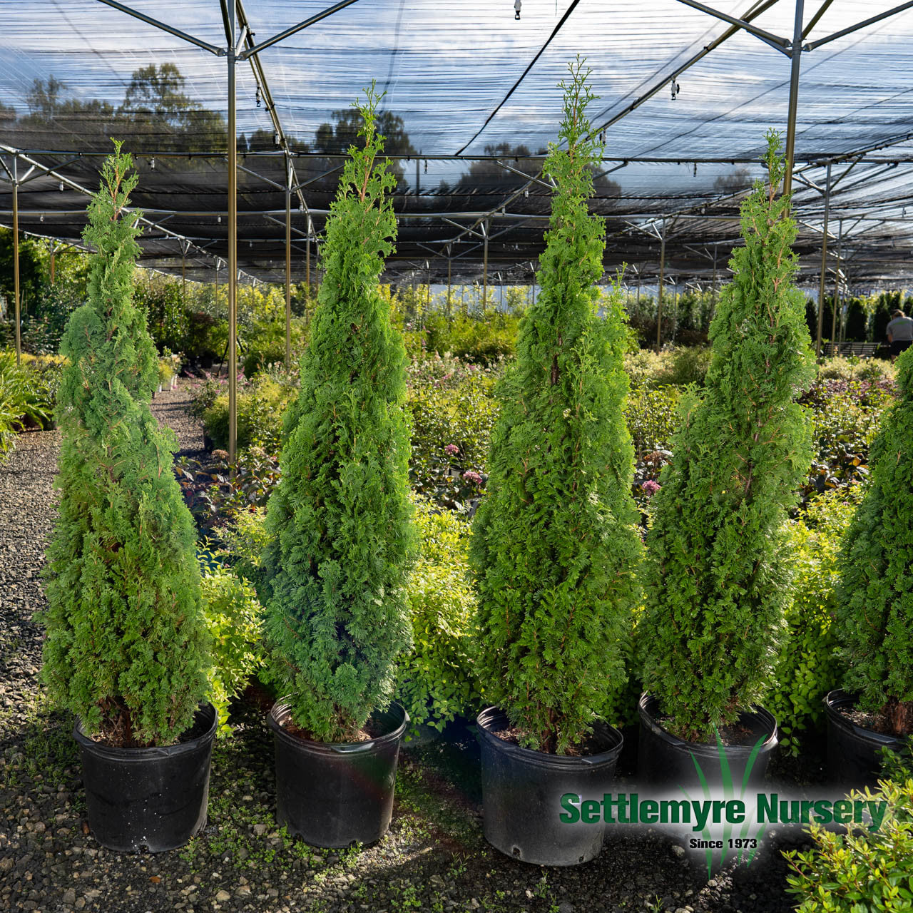 Thuja Degroots Spire