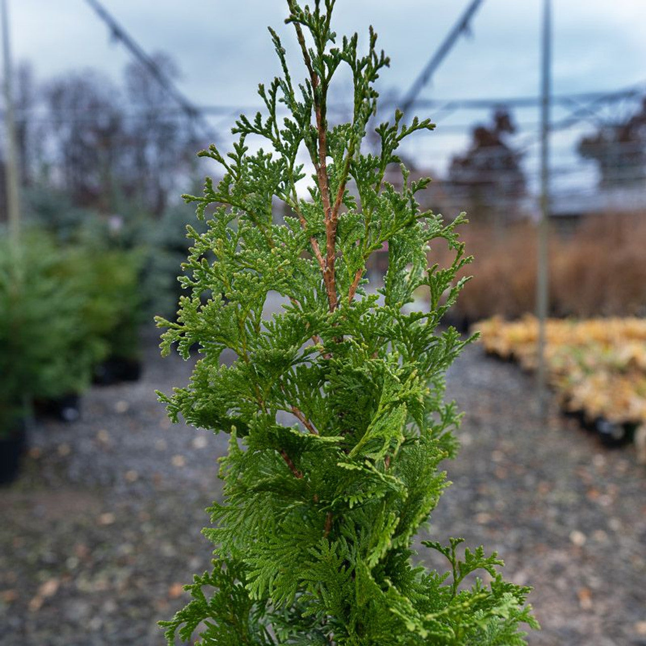 Thuja Degroots Spire