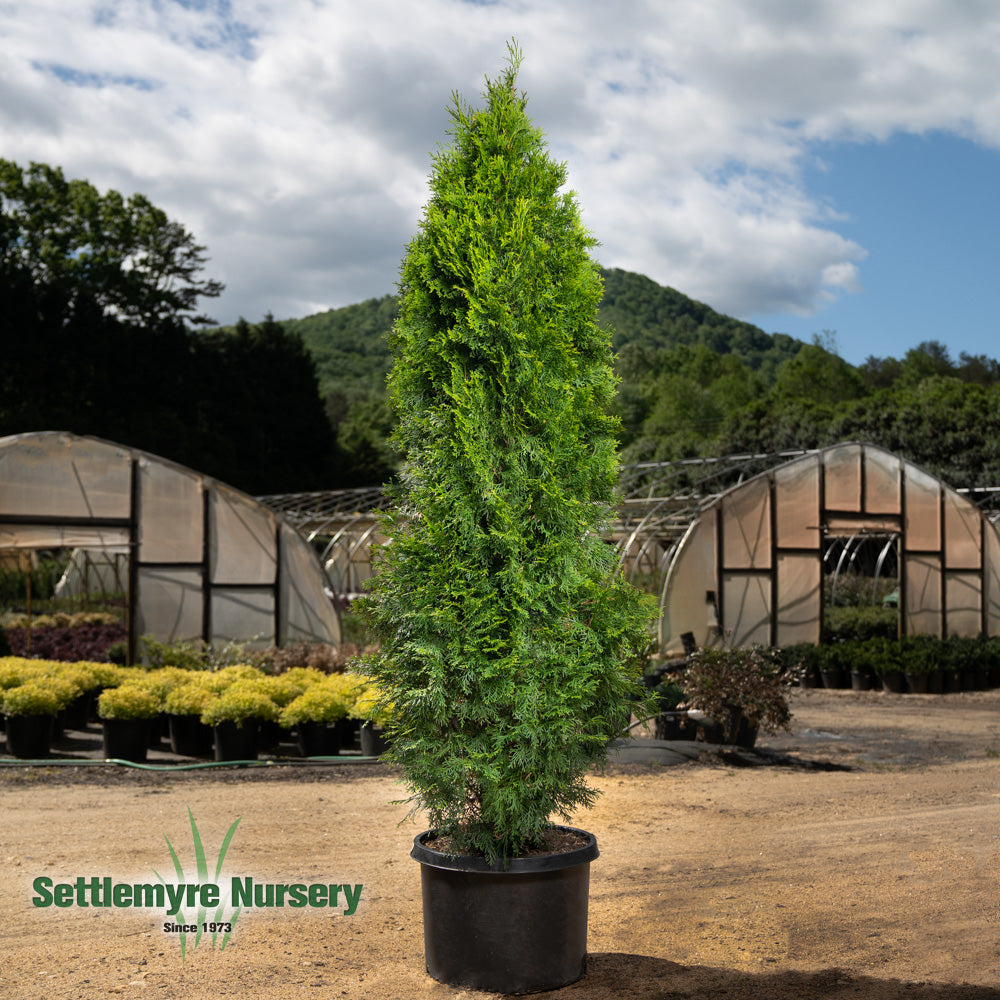 Emerald Green Arborvitae