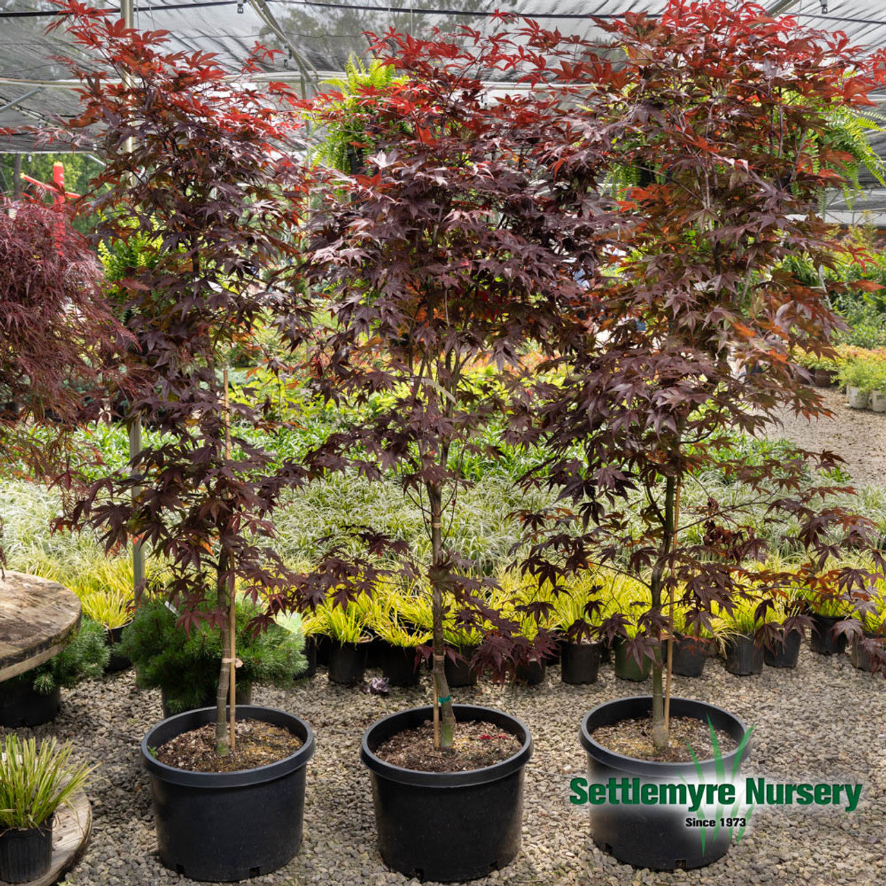 Bloodgood Japanese Maple