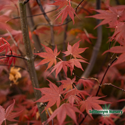 Bloodgood Japanese Maple