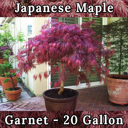 Garnet Japanese Maple