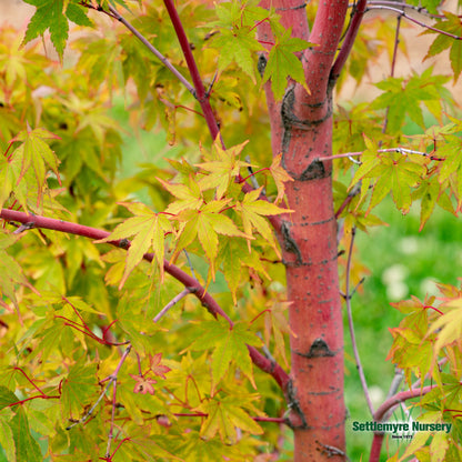 Coral Bark Japanese Maple