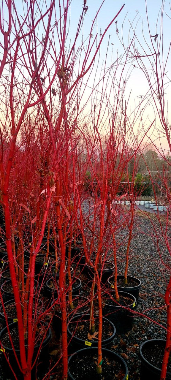 Coral Bark Japanese Maple