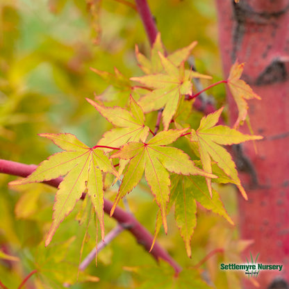 Coral Bark Japanese Maple