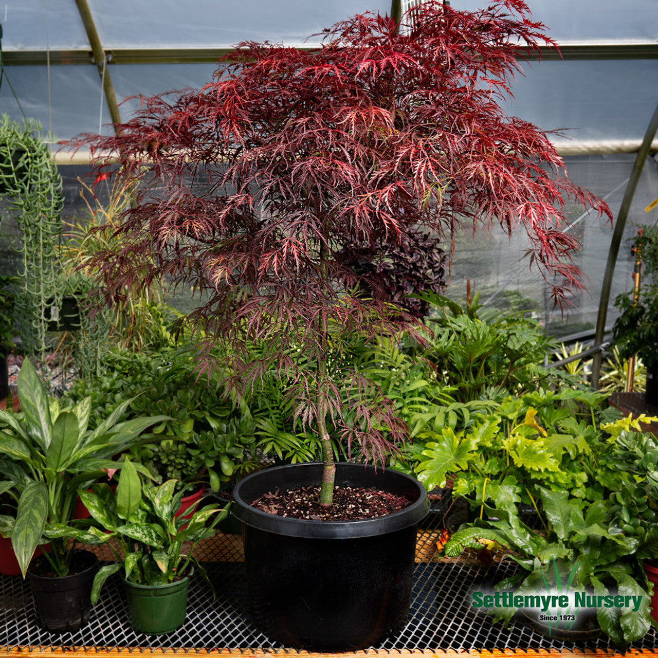 Tamukeyama Japanese Maple