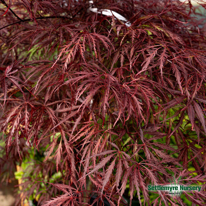 Tamukeyama Japanese Maple