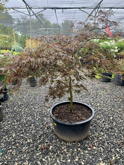 Tamukeyama Japanese Maple