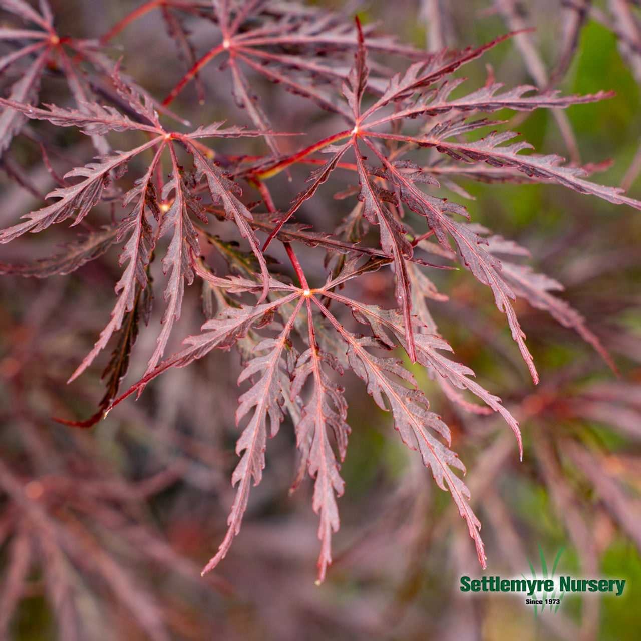 Tamukeyama Japanese Maple