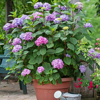 Bloomstruck Bigleaf Hydrangea