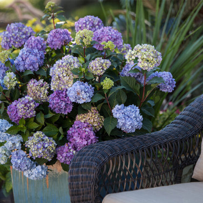 Bloomstruck Bigleaf Hydrangea