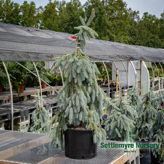 The Blues Weeping Blue Spruce