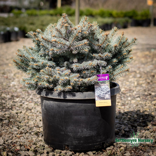 Dwarf Globosa Blue Spruce