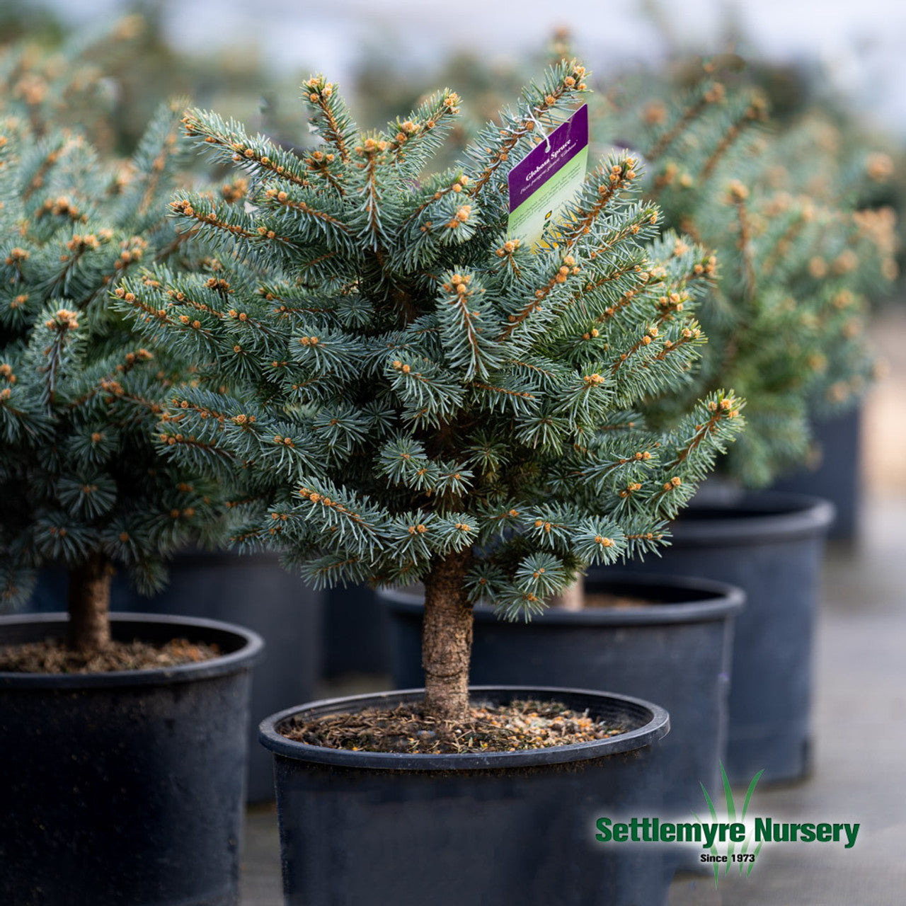 Dwarf Globosa Blue Spruce