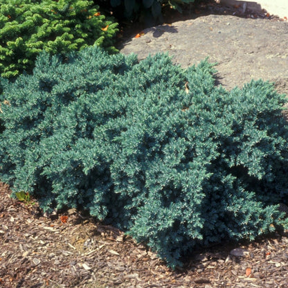 Blue Star Juniper