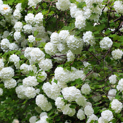 Snowball Bush Dwarf Viburnum