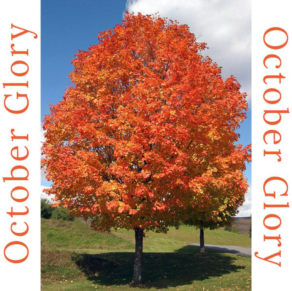 October Glory Maple Tree