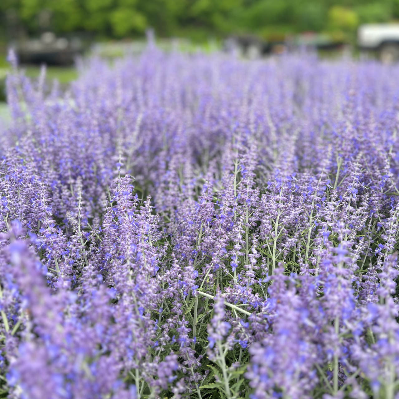 Caryopteris Longwood Blue