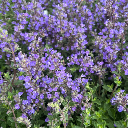 Caryopteris Longwood Blue