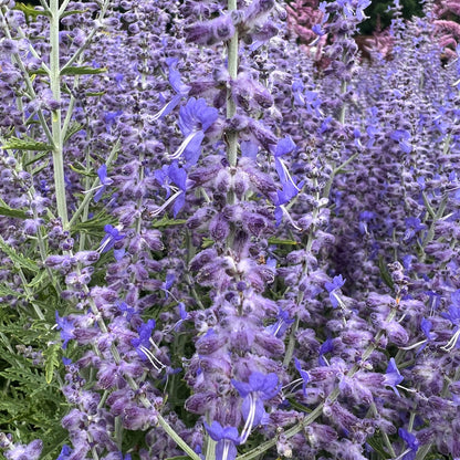 Caryopteris Longwood Blue