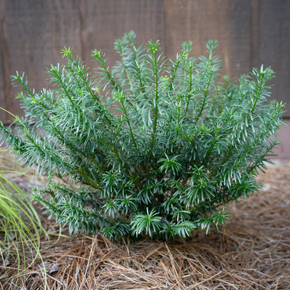 Duke Gardens Plum Yew