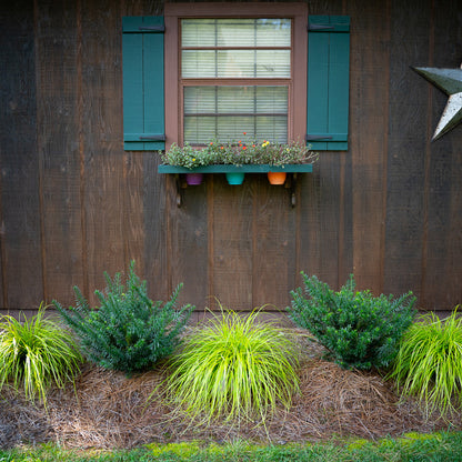 Duke Gardens Plum Yew