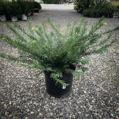 Duke Gardens Plum Yew