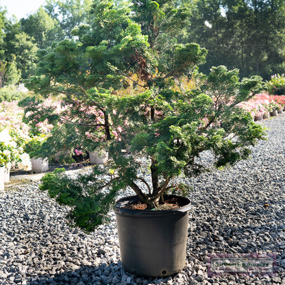 Nana Gracilis' Dwarf Hinoki Cypress