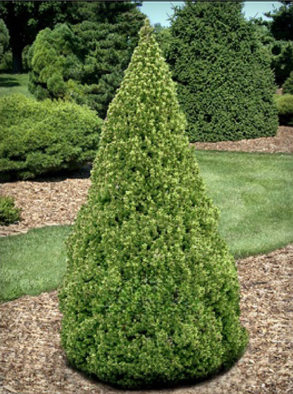 Dwarf Alberta Spruce