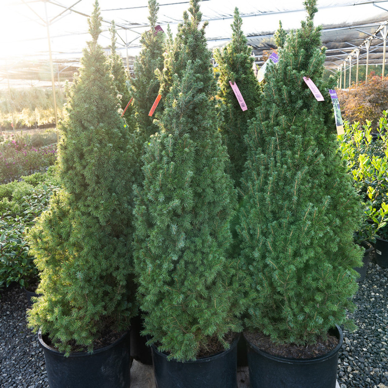 Dwarf Alberta Spruce