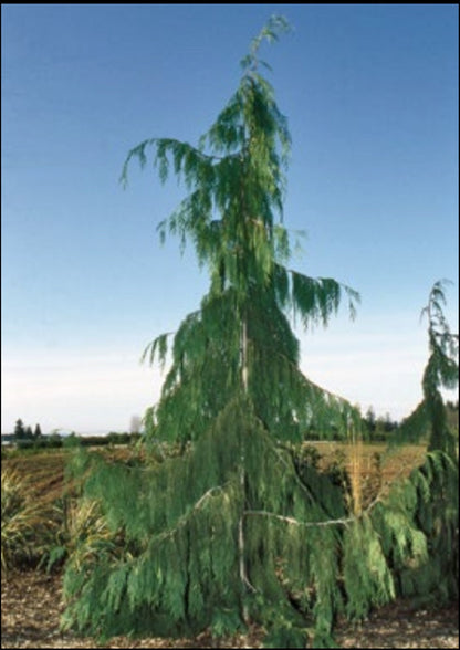 Chamaecyparis nootkatensis 'Pendula'