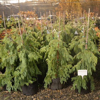 Chamaecyparis nootkatensis 'Pendula'