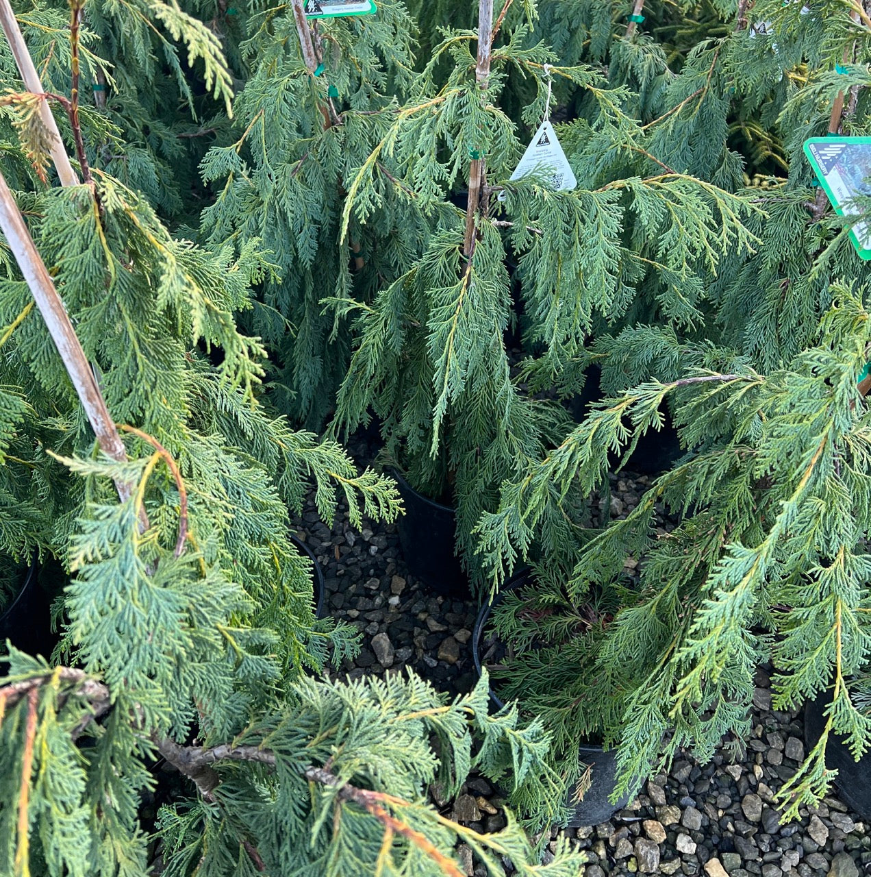 Chamaecyparis nootkatensis 'Pendula'