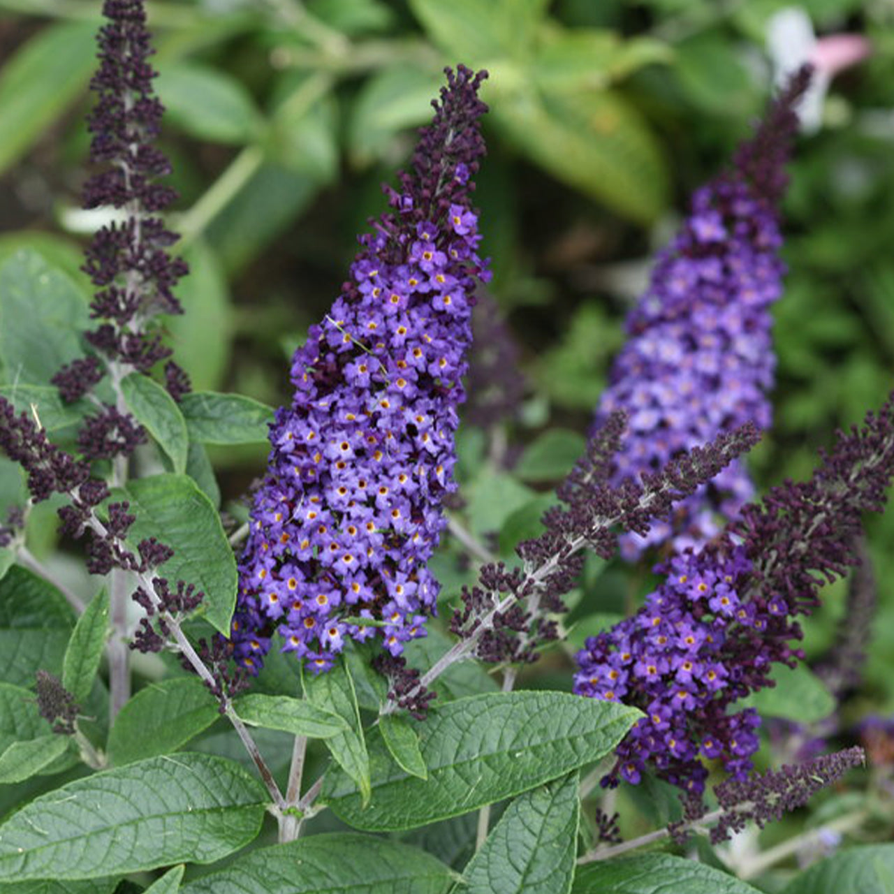 Butterfly Bush – Settlemyre Nursery