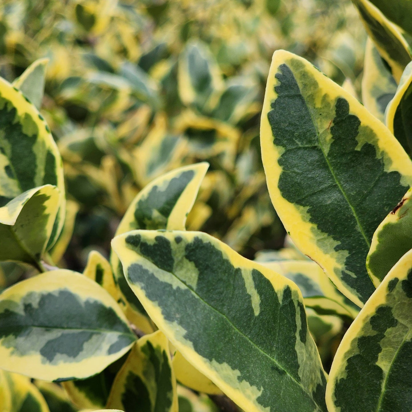 Jack Frost Ligustrum