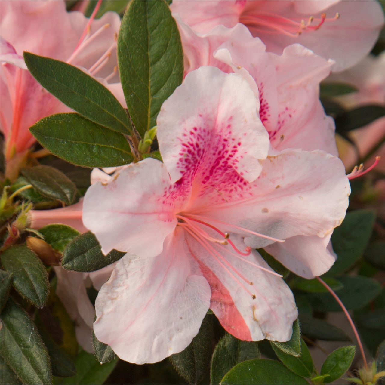 Autumn Chiffon Encore Azalea | Flowering Shrubs | Plant Nursery