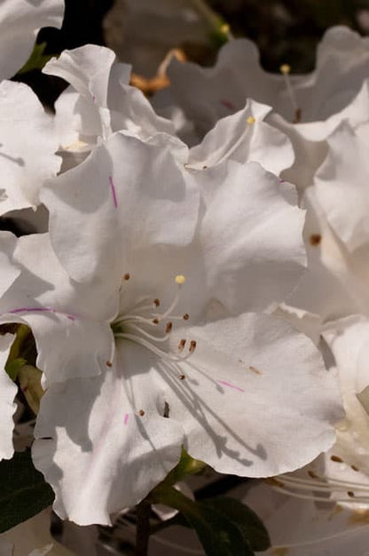 Azalea Encore Autumn Lily