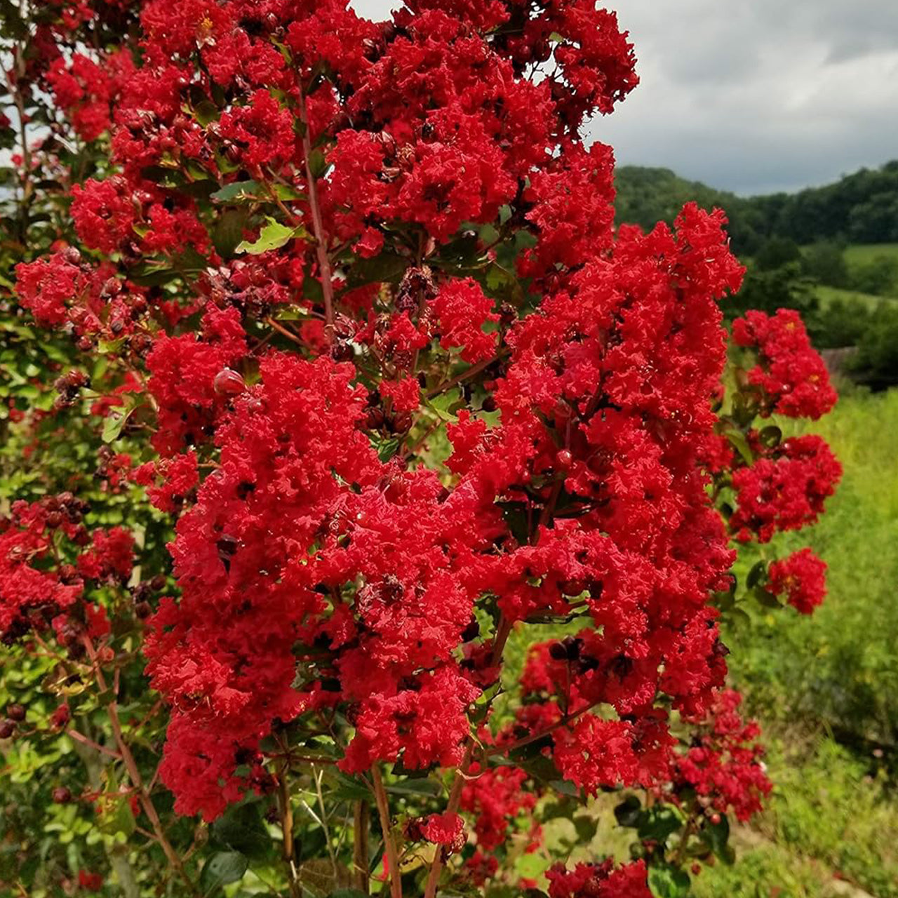 Dynamite Red Crape Myrtle Tree